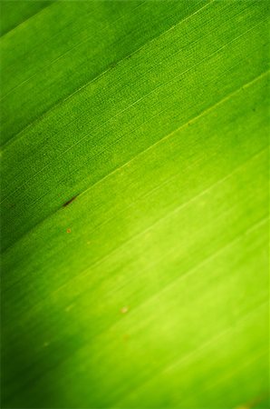 empty green color background - Background texture of a palm leaf with sun shining from behind the leaf. Shallow depth of field Stock Photo - Budget Royalty-Free & Subscription, Code: 400-06736246