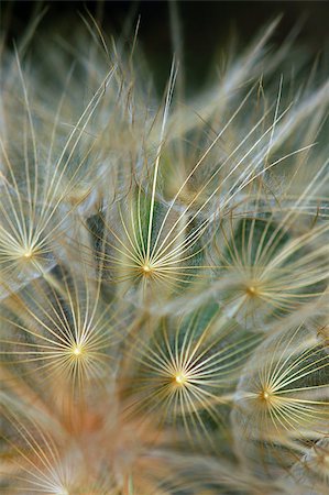 détail microscopique - Dandelion plant detail abstract background. Selective focus. Photographie de stock - Aubaine LD & Abonnement, Code: 400-06736332