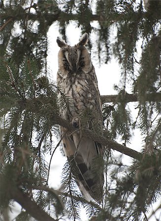 Sleeping long-eared owl sitting on a branch. Stockbilder - Microstock & Abonnement, Bildnummer: 400-06736340