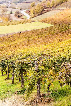 Piemonte Region, Italy: vineyard during autumn season Foto de stock - Super Valor sin royalties y Suscripción, Código: 400-06736757