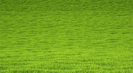 landscape is covered with green grass. Stock Photo - Budget Royalty-Free & Subscription, Code: 400-06736923