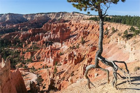 simsearch:400-08892545,k - Lonely tree overlooking the amphitheater in Bryce Canyon. Photographie de stock - Aubaine LD & Abonnement, Code: 400-06737078