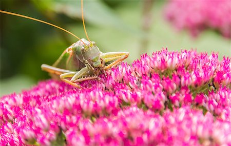 simsearch:400-04901085,k - Green grasshopper eating from a pink flower. Fotografie stock - Microstock e Abbonamento, Codice: 400-06737079
