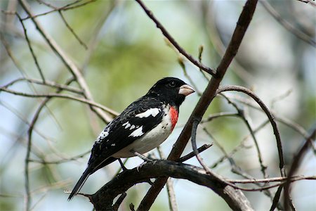A Rose Breasted Grosbeak perched on the branch of a tree in a forest in spring in Winnipeg, Manitoba, Canada Photographie de stock - Aubaine LD & Abonnement, Code: 400-06737097