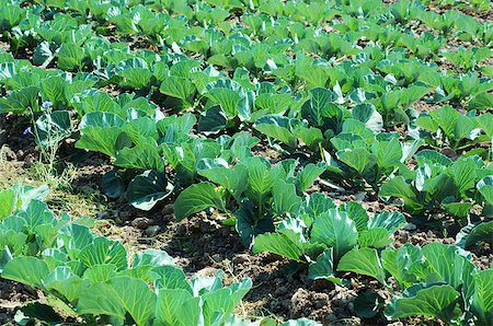 simsearch:400-06918933,k - potato plants in rows on potato field in summer Foto de stock - Super Valor sin royalties y Suscripción, Código: 400-06737219