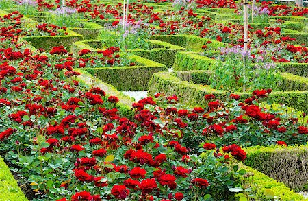 simsearch:400-04416181,k - Blossoming rose flowerbeds in summer city park Fotografie stock - Microstock e Abbonamento, Codice: 400-06737442