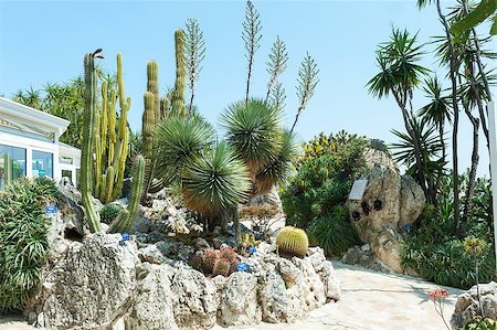 Fragment of a garden of cacti and succulents in Monaco. Jardin Exotique de Monaco. Photographie de stock - Aubaine LD & Abonnement, Code: 400-06737531