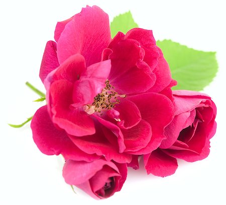 simsearch:400-05033064,k - Beautiful  Red Rose Flowers with leaves isolated on white background Foto de stock - Royalty-Free Super Valor e Assinatura, Número: 400-06737556