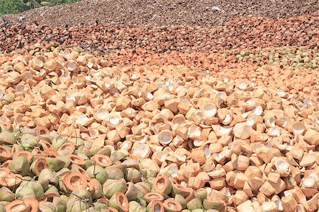 fruit farm in thailand - Pile of discarded coconut husk in coconut farm Thailand Foto de stock - Super Valor sin royalties y Suscripción, Código: 400-06737582