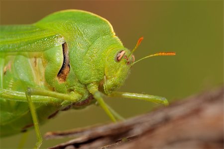 Portrait of a green bladder grasshopper (Bullacris intermedia), South Africa Stock Photo - Budget Royalty-Free & Subscription, Code: 400-06739294