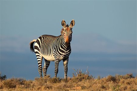 Cape Mountain Zebra (Equus zebra), Mountain Zebra National Park, South Africa Foto de stock - Super Valor sin royalties y Suscripción, Código: 400-06739297