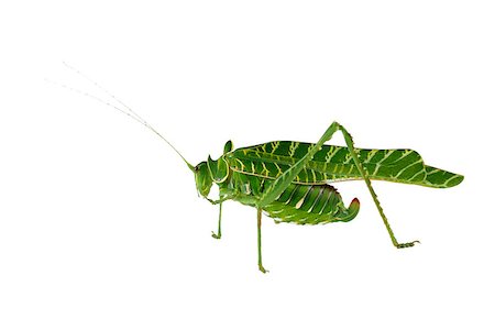 simsearch:400-03984889,k - African Acacia katydid (Terpnistria zebrata) isolated on white Foto de stock - Super Valor sin royalties y Suscripción, Código: 400-06739291