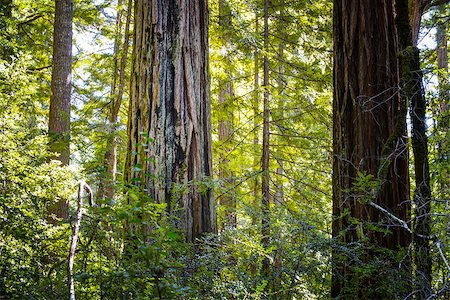 santa cruz mountains - A Stand of California Redwood Sequoia Pine in Sunlight. Photographie de stock - Aubaine LD & Abonnement, Code: 400-06739794