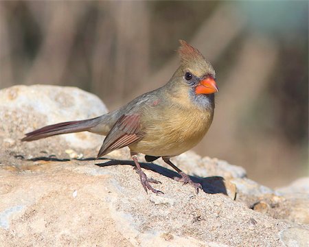 Female Northern Cardinal (Cardinalis cardinalis) perched on a rock in Central Texas. Stock Photo - Budget Royalty-Free & Subscription, Code: 400-06739994