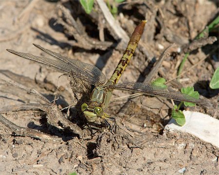 Male Jade Clubtail dragonfly (Arigomphus submedianus) perched on the ground in south Texas Stock Photo - Budget Royalty-Free & Subscription, Code: 400-06739991