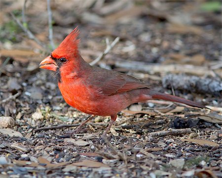 simsearch:400-07292745,k - Male Northern Cardinal (Cardinalis cardinalis) perched on the ground in Central Texas. Stock Photo - Budget Royalty-Free & Subscription, Code: 400-06739992