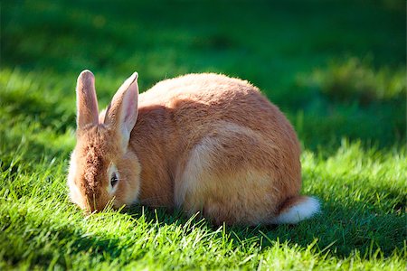 Easter rabbit on fresh green grass on beautiful sunny day Stock Photo - Budget Royalty-Free & Subscription, Code: 400-06733424