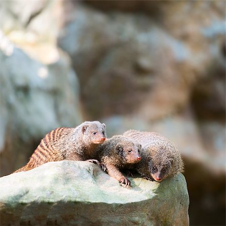 Three banded mongooses relaxed on a stone Stock Photo - Budget Royalty-Free & Subscription, Code: 400-06744490