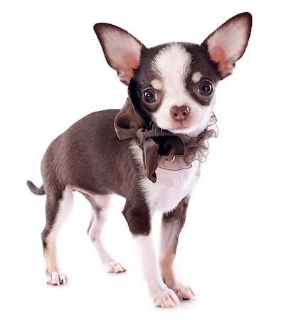 simsearch:400-05888300,k - portrait of a cute purebred  puppy chihuahua in front of white background Stockbilder - Microstock & Abonnement, Bildnummer: 400-06744646