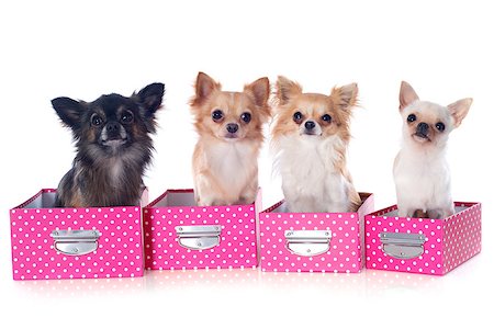 simsearch:400-06391494,k - portrait of a cute purebred  chihuahuas in box  in front of white background Stockbilder - Microstock & Abonnement, Bildnummer: 400-06744651