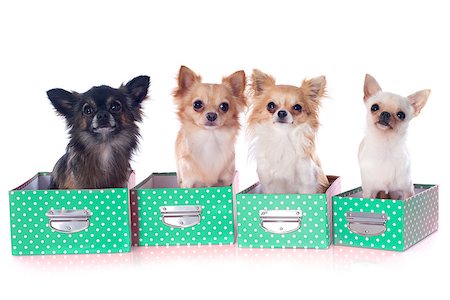 simsearch:400-06391494,k - portrait of a cute purebred  chihuahuas in box  in front of white background Stockbilder - Microstock & Abonnement, Bildnummer: 400-06744652