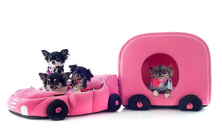 simsearch:400-06172990,k - portrait of a cute purebred chihuahua in car and caravan in front of white background Stockbilder - Microstock & Abonnement, Bildnummer: 400-06744668