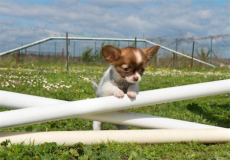 simsearch:400-06887327,k - portrait of a cute purebred puppy chihuahua in a training of agility Fotografie stock - Microstock e Abbonamento, Codice: 400-06744661