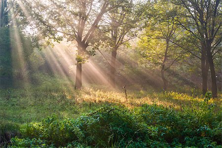 The bright sun rays shining through branches of trees, wood landscape Photographie de stock - Aubaine LD & Abonnement, Code: 400-06744739