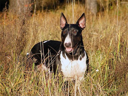 Black and white bull terrier at the field Stock Photo - Budget Royalty-Free & Subscription, Code: 400-06745137