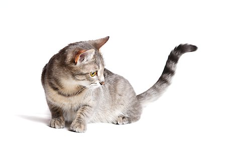 simsearch:400-06913157,k - beautiful tabby cat lying on white background Photographie de stock - Aubaine LD & Abonnement, Code: 400-06745196