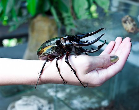 simsearch:400-08222144,k - big Rhinoceros beetle on human hand Stockbilder - Microstock & Abonnement, Bildnummer: 400-06745423