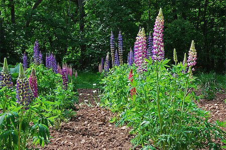 Rows of lupines Stock Photo - Budget Royalty-Free & Subscription, Code: 400-06745469