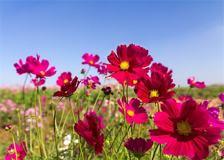 Field White and pink  cosmos flowers in Thailand Photographie de stock - Aubaine LD & Abonnement, Code: 400-06745476