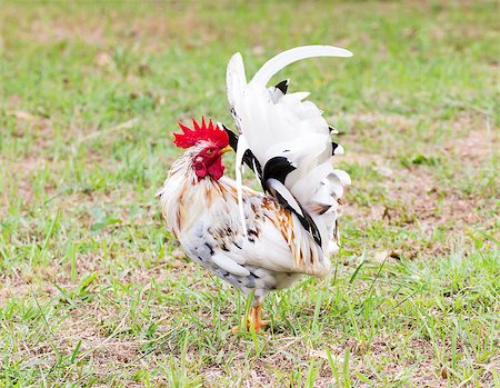 simsearch:400-06744649,k - White Bantam  on grass in Countryside from thailand Stock Photo - Budget Royalty-Free & Subscription, Code: 400-06745477