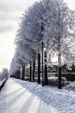 snowy road tree line - Snowy trees stand in a line on the quay of Yaroslavl in winter day. Russia Stock Photo - Budget Royalty-Free & Subscription, Code: 400-06745997