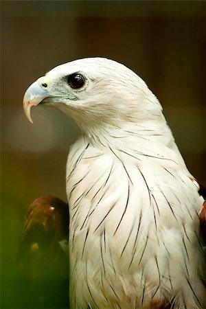 Images of Brahmini Kite Eagle look into the camera. Stock Photo - Budget Royalty-Free & Subscription, Code: 400-06746109