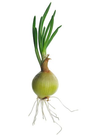 simsearch:400-05919877,k - green chives with root on white background Stock Photo - Budget Royalty-Free & Subscription, Code: 400-06746239