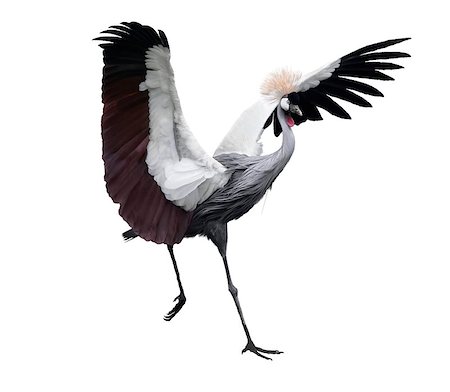 Grey Crowned Crane On White Background Photographie de stock - Aubaine LD & Abonnement, Code: 400-06746261