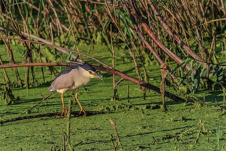 black crowned night heron on a lake Stockbilder - Microstock & Abonnement, Bildnummer: 400-06746520