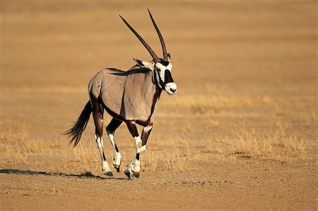 simsearch:400-06201888,k - Gemsbok antelope (Oryx gazella) running, Kalahari desert, South Africa Stock Photo - Budget Royalty-Free & Subscription, Code: 400-06747284