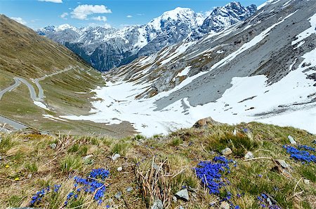 stelvio - Blue flowers in front and summer Stelvio Pass with snow on mountainside and serpentine road (Italy) Foto de stock - Super Valor sin royalties y Suscripción, Código: 400-06748367