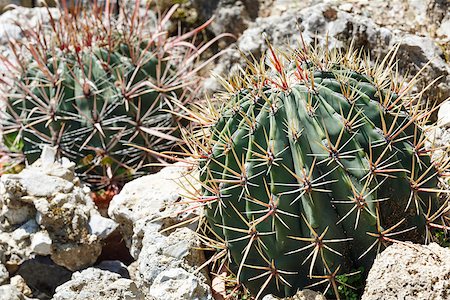 simsearch:400-07417266,k - Beautiful shape green cactus plant Stock Photo - Budget Royalty-Free & Subscription, Code: 400-06748377