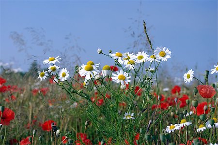 different the field - flowers on background of rape Foto de stock - Royalty-Free Super Valor e Assinatura, Número: 400-06748414