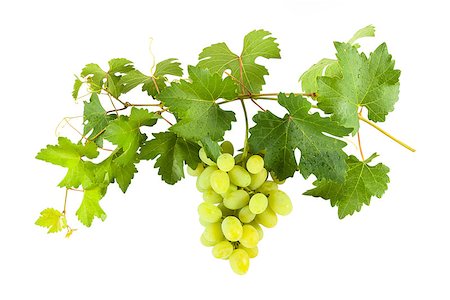 Ripe green grapes on branch with leaves isolated on white background Stock Photo - Budget Royalty-Free & Subscription, Code: 400-06748463