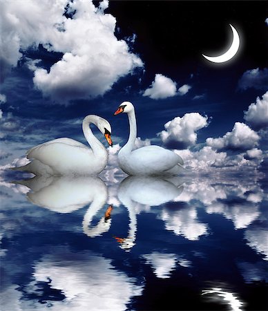 romance and stars in the sky - Two white swans on black background Stock Photo - Budget Royalty-Free & Subscription, Code: 400-06748561