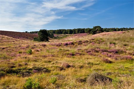 simsearch:400-07046539,k - purple heather meadows in summer Stock Photo - Budget Royalty-Free & Subscription, Code: 400-06748628