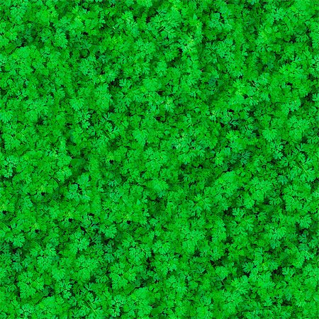 simsearch:400-05118067,k - Seamless Tileable Texture of Grass. Stock Photo - Budget Royalty-Free & Subscription, Code: 400-06748674