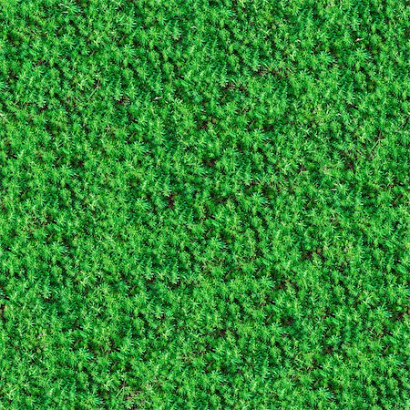 simsearch:400-07830872,k - Seamless Tileable Texture of Green Meadow Grass. Foto de stock - Royalty-Free Super Valor e Assinatura, Número: 400-06748676