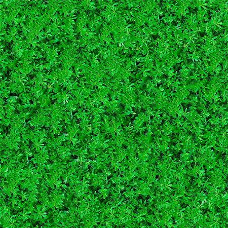 simsearch:400-07830872,k - Seamless Tileable Texture of Green Meadow Grass. Foto de stock - Royalty-Free Super Valor e Assinatura, Número: 400-06748677