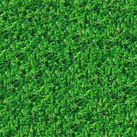 simsearch:400-05118067,k - Seamless Tileable Texture of Green Meadow Grass. Stock Photo - Budget Royalty-Free & Subscription, Code: 400-06748671